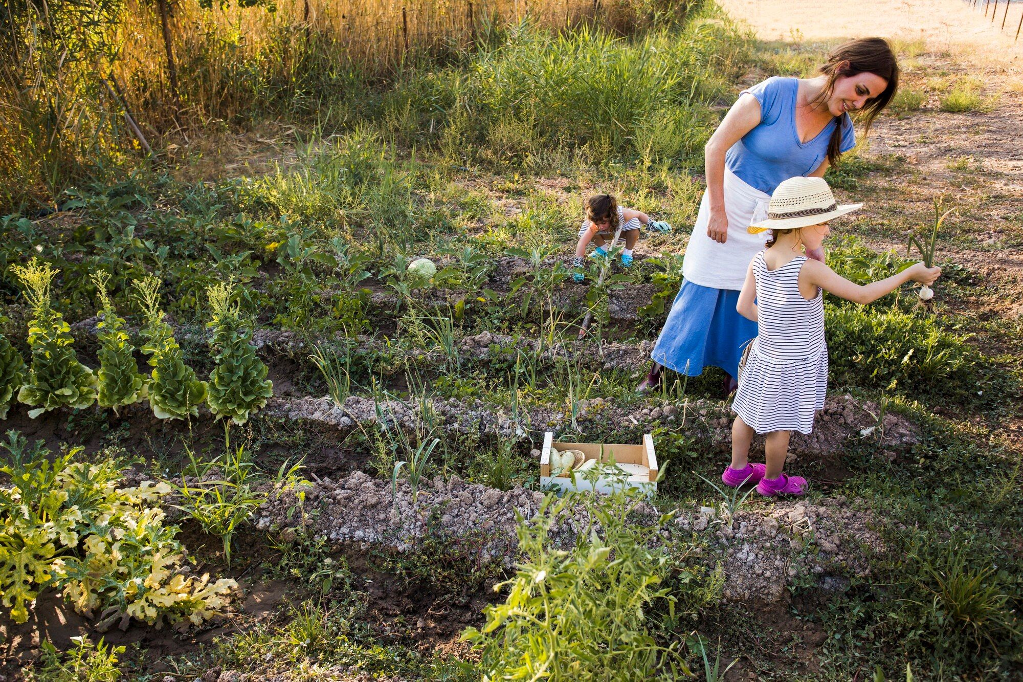 Organic Gardening Guide: A Complete Beginner-Friendly Path to Natural Gardening